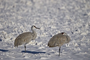 Two sandhill crane (Grus Canadensis) in the snow, Bosque del Apache National Wildlife Two sandhill crane (Grus Canadensis) in the snow, Bosque del Apache National Wildlife