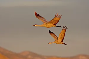 Two Sandhill Cranes (Grus canadensis) in flight in early morning light Two Sandhill Cranes (Grus canadensis) in flight in early morning light