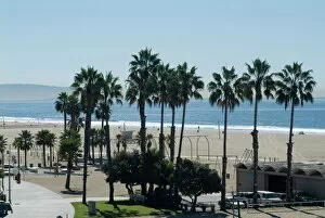 Palms Gallery: Santa Monica Beach
