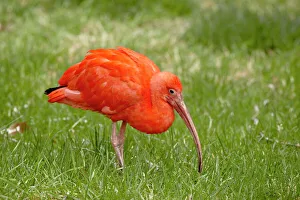 Scarlet ibis (Eudocimus ruber) in captivity, Rio Grande Zoo, Albuquerque Biological Park Scarlet ibis (Eudocimus ruber) in captivity, Rio Grande Zoo, Albuquerque Biological Park