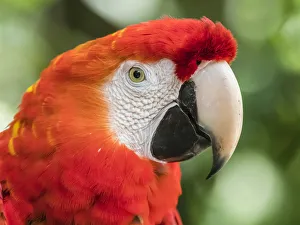 Scarlet macaw (Ara macao), Amazon Rescue Center, Iquitos, Peru, South America Scarlet macaw (Ara macao), Amazon Rescue Center, Iquitos, Peru, South America