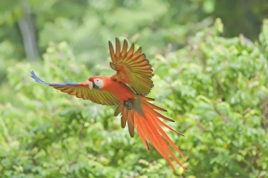 Scarlet macaw (Ara macao) in flight, Corcovado National Park, Osa Peninsula Scarlet macaw (Ara macao) in flight, Corcovado National Park, Osa Peninsula
