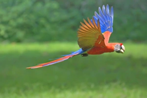 Scarlet macaw (Ara macao) in flight with nut in its beak, Corcovado National Park Scarlet macaw (Ara macao) in flight with nut in its beak, Corcovado National Park