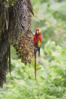 Scarlet Macaw (Ara macao) perching on a tree, Corcovado National Park, Osa Peninsula Scarlet Macaw (Ara macao) perching on a tree, Corcovado National Park, Osa Peninsula