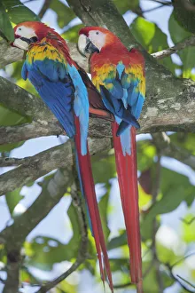 Scarlet Macaws (Ara macao) perching on a tree, Corcovado National Park, Osa Peninsula Scarlet Macaws (Ara macao) perching on a tree, Corcovado National Park, Osa Peninsula