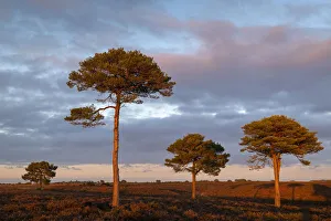 Scots Pine trees on the heathland bathed in evening sunlight, New Forest National Park Scots Pine trees on the heathland bathed in evening sunlight, New Forest National Park