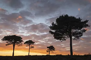 Scots Pine trees silhouetted against a sunset sky on New Forest heathland, Hampshire Scots Pine trees silhouetted against a sunset sky on New Forest heathland, Hampshire