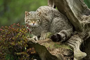 Tree Trunk Collection: Scottish wildcat (wildcat) (Felis silvestris), Devon, England, United Kingdom, Europe