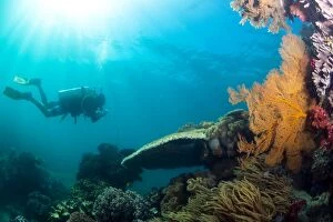 Images Dated 28th October 2014: Scuba diver swimming with Gopro in coral landscape scenic at Thetford Reef on the