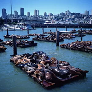Sea lions basking on floating platforms at Pier 39