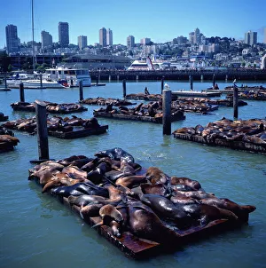 Sea lions basking on floating platforms at Pier 39 Sea lions basking on floating platforms at Pier 39