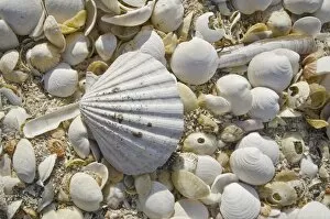 Images Dated 23rd June 2011: Sea shells, Hebrides, Scotland, United Kingdom, Europe