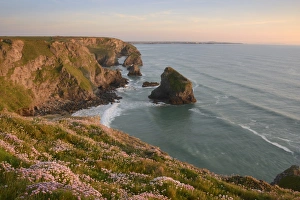Sea thrift growing on cliffs overlooking Bedruthan Steps, Cornwall, England, United Kingdom Sea thrift growing on cliffs overlooking Bedruthan Steps, Cornwall, England, United Kingdom