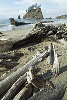 Olympic National Park Beach Prints: Second Beach