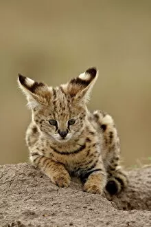 Spotted Gallery: Serval (Felis serval) cub on termite mound showing the back of its ears