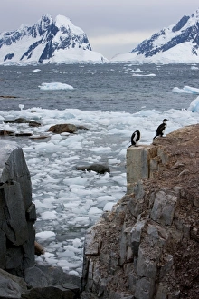 Shags on Petersmann Island, Antarctica, Polar Regions Shags on Petersmann Island, Antarctica, Polar Regions