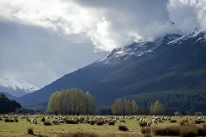 Glenorchy Gallery: Sheep in Dart River Valley, Glenorchy, Queenstown, South Island, New Zealand, Pacific