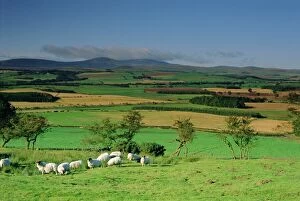 Eating Collection: Sheep and fields with Cheviot Hills in the distance, Northumbria (Northumberland)