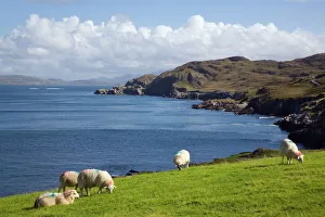 Sheep grazing by rugged coastline of Coulagh Bay between Sheep grazing by rugged coastline of Coulagh Bay between
