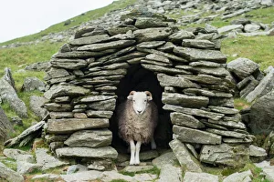 A sheep inside an old shepherds stone shelter on the trail to The Old Man of Coniston A sheep inside an old shepherds stone shelter on the trail to The Old Man of Coniston