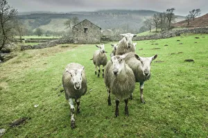 Sheep Wharfedale, Yorkshire, England, United Kingdom, Europe Sheep Wharfedale, Yorkshire, England, United Kingdom, Europe