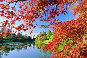 Prints of Sheffield Park Garden, the Middle Lake framed by scarlet Acer leaves, Autumn, East Sussex, England, UK Lake Prints: Sheffield Park Garden Middle Lake Print