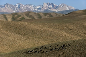 A shepherd with his sheep and goats in Bamiyan Province, Afghanistan, Asia A shepherd with his sheep and goats in Bamiyan Province, Afghanistan, Asia