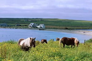 Related Images Collection: Shetland ponies, Unst, Shetland Islands, Scotland, United Kingdom, Europe