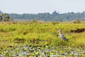 Shoebill (Balaeniceps rex). Mabamba Swamp, Uganda, Africa