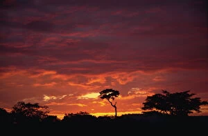 Natural Phenomena Gallery: Silhouette of African trees at sunrise, Uganda, East Africa, Africa