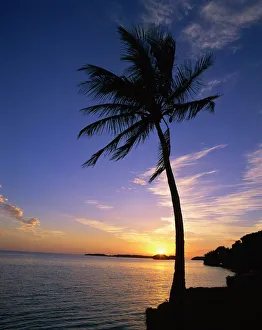 Silhouette of a palm tree against the sunset on the coast of Florida, United States of America Silhouette of a palm tree against the sunset on the coast of Florida, United States of America