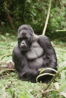 Silverback male Mountain Gorilla (Gorilla g. beringei), Virunga Volcanoes, Rwanda, Africa Silverback male Mountain Gorilla (Gorilla g. beringei), Virunga Volcanoes, Rwanda, Africa