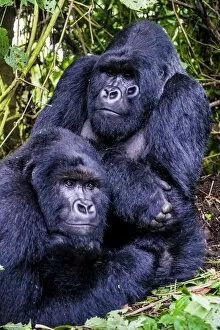 Related Images Gallery: Silverback Mountain gorillas (Gorilla beringei beringei) in the Virunga National Park