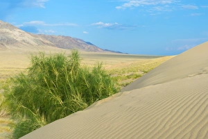 Singing Dunes, Altyn-Emel National Park, Almaty region, Kazakhstan, Central Asia, Asia Singing Dunes, Altyn-Emel National Park, Almaty region, Kazakhstan, Central Asia, Asia