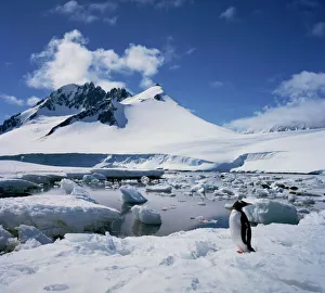 Gentoo Gallery: Single gentoo penguin on ice in a snowy landscape with a mountain in the background