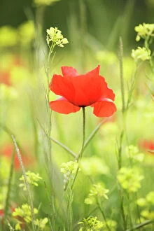 Poppy Gallery: Single poppy in a field of wildflowers, Val d Orcia, Province Siena, Tuscany, Italy, Europe