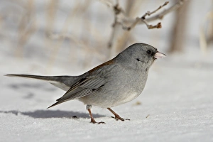Slate-Colored Junco (Junco hyemalis hyemalis), a Dark-Eyed Junco (Junco hyemalis) Slate-Colored Junco (Junco hyemalis hyemalis), a Dark-Eyed Junco (Junco hyemalis)