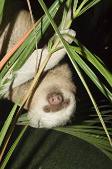 Sloth, Manuel Antonio, Costa Rica, Central America Sloth, Manuel Antonio, Costa Rica, Central America