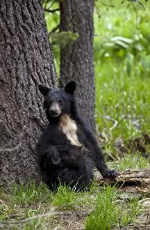 Round Meadow Gallery: Small American black bear (Ursus americanus) with rare white chest markings