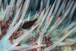Small fish hides in the venomous spines of a crown of thorns starfish (Acanthaster planci) Small fish hides in the venomous spines of a crown of thorns starfish (Acanthaster planci)