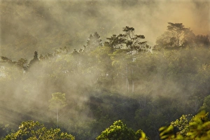Smoke from a fire drifts across rainforest, near San Juan, Siquijor, Philippines Smoke from a fire drifts across rainforest, near San Juan, Siquijor, Philippines