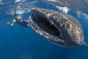 Snorkeller with a juvenile whale shark (Rhincodon typus) feeding on the suface in Snorkeller with a juvenile whale shark (Rhincodon typus) feeding on the suface in