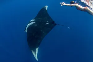 Snorkeller with oceanic manta ray (Manta birostris) feeding near the surface, Honda Bay Snorkeller with oceanic manta ray (Manta birostris) feeding near the surface, Honda Bay