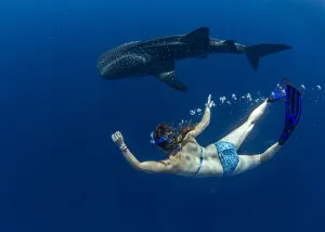 Snorkeller swimming with a juvenile whale shark (Rhincodon typus) in Honda Bay, Palawan Snorkeller swimming with a juvenile whale shark (Rhincodon typus) in Honda Bay, Palawan