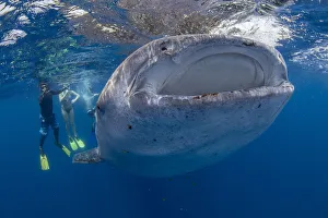 Snorkellers with a juvenile whale shark (Rhincodon typus) feeding at the suface in Snorkellers with a juvenile whale shark (Rhincodon typus) feeding at the suface in