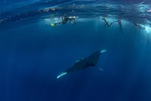 Snorkellers with an oceanic manta ray (Manta birostris) feeding near the surface Snorkellers with an oceanic manta ray (Manta birostris) feeding near the surface
