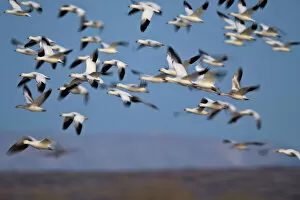 In Flight Gallery: Snow goose (Chen caerulescens) flock in flight, Bosque del Apache National Wildlife Refuge