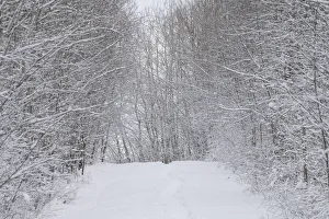 Boreal Forest Gallery: Snow and hoar frost in a winter forest, Boreal Forest, Elk Island National Park, Alberta, Canada