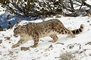 Montana Gallery: Snow Leopard (Uncia uncia) in the snow, in captivity, near Bozeman, Montana