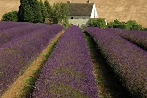 Snowshill Lavender Farm, Gloucestershire, The Cotswolds, England, United Kingdom, Europe Snowshill Lavender Farm, Gloucestershire, The Cotswolds, England, United Kingdom, Europe